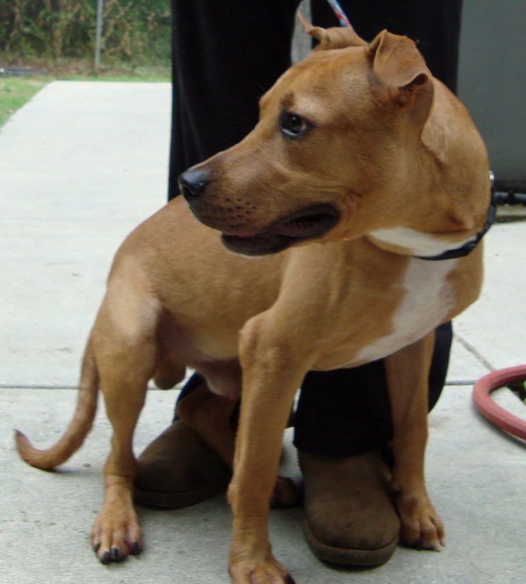 Other Photos of thie Dog
