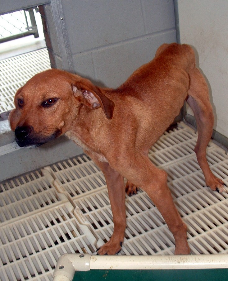 Other Photos of thie Dog