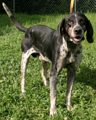 Other Photos of thie Dog