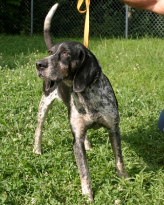 Other Photos of thie Dog