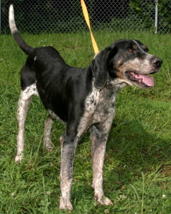 Other Photos of thie Dog