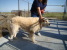 Other Photos of thie Dog