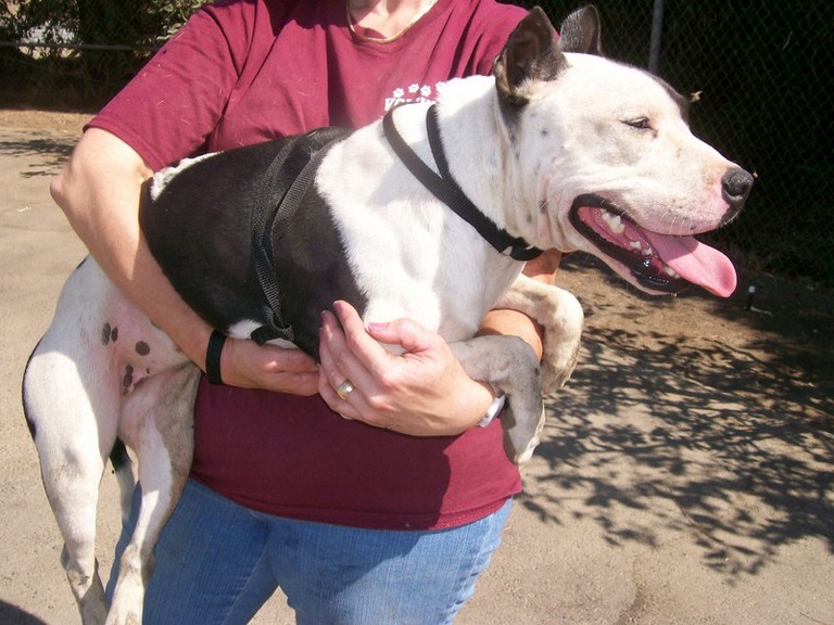 Other Photos of thie Dog