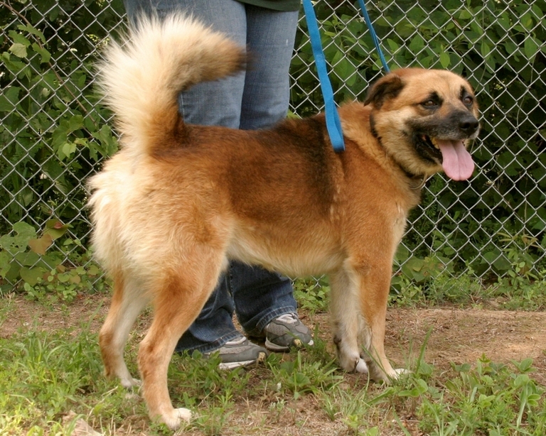 Other Photos of thie Dog