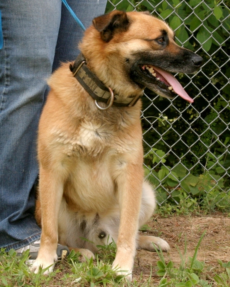 Other Photos of thie Dog