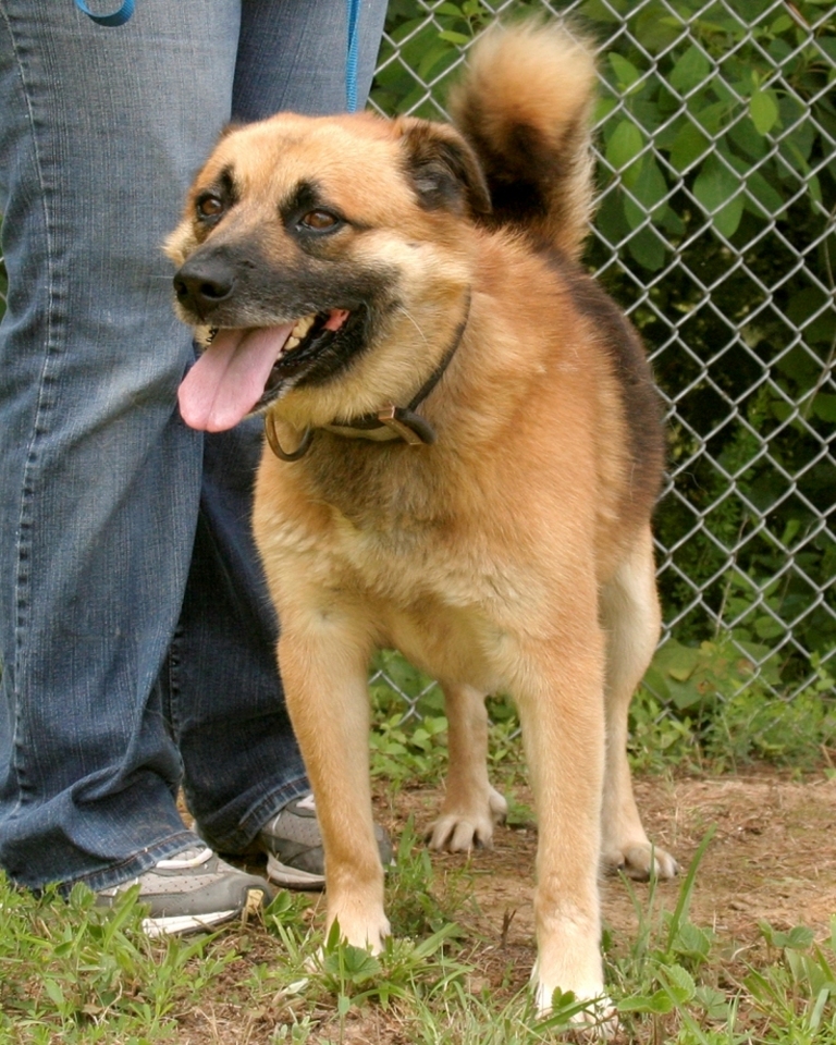 Other Photos of thie Dog