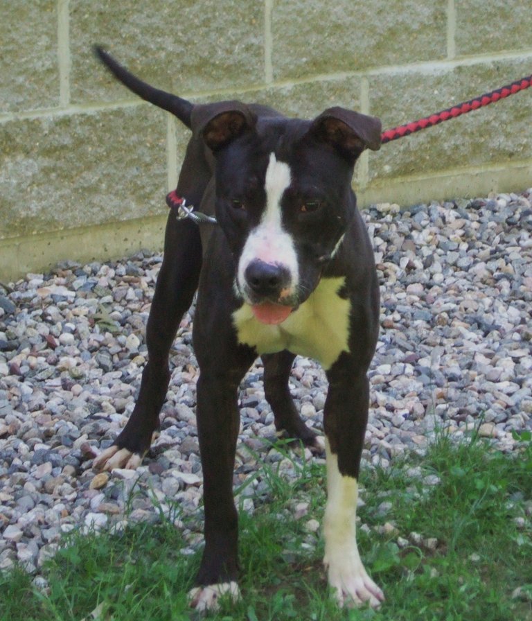 Main Photo of this Dog