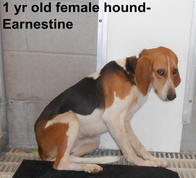 Main Photo of this Dog