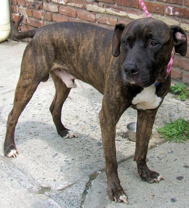 Other Photos of thie Dog
