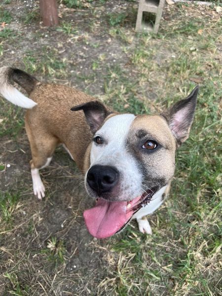 Main Photo of this Dog