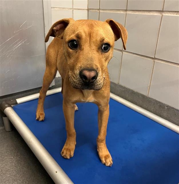 Main Photo of this Dog