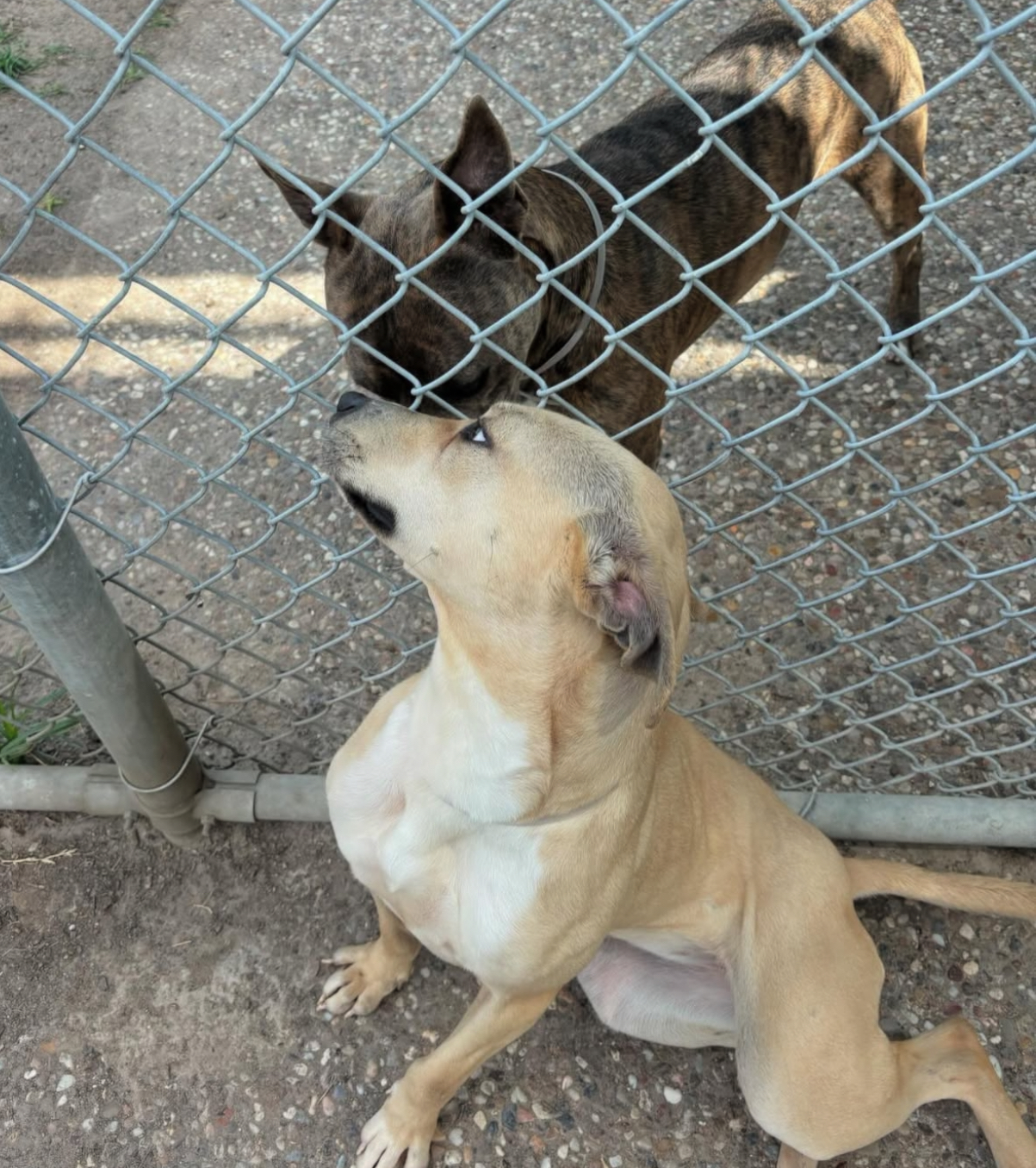 Other Photos of thie Dog