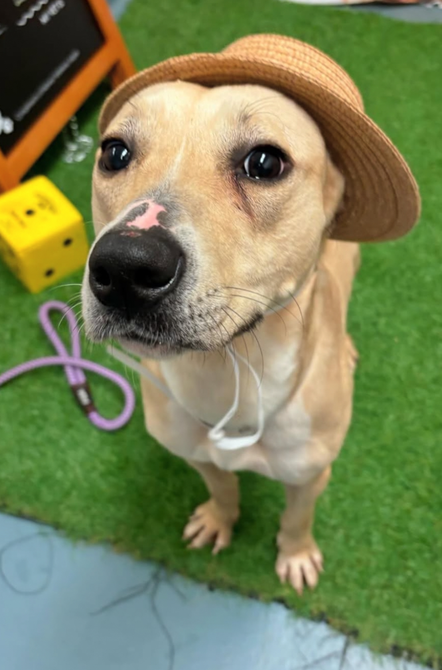 Other Photos of thie Dog