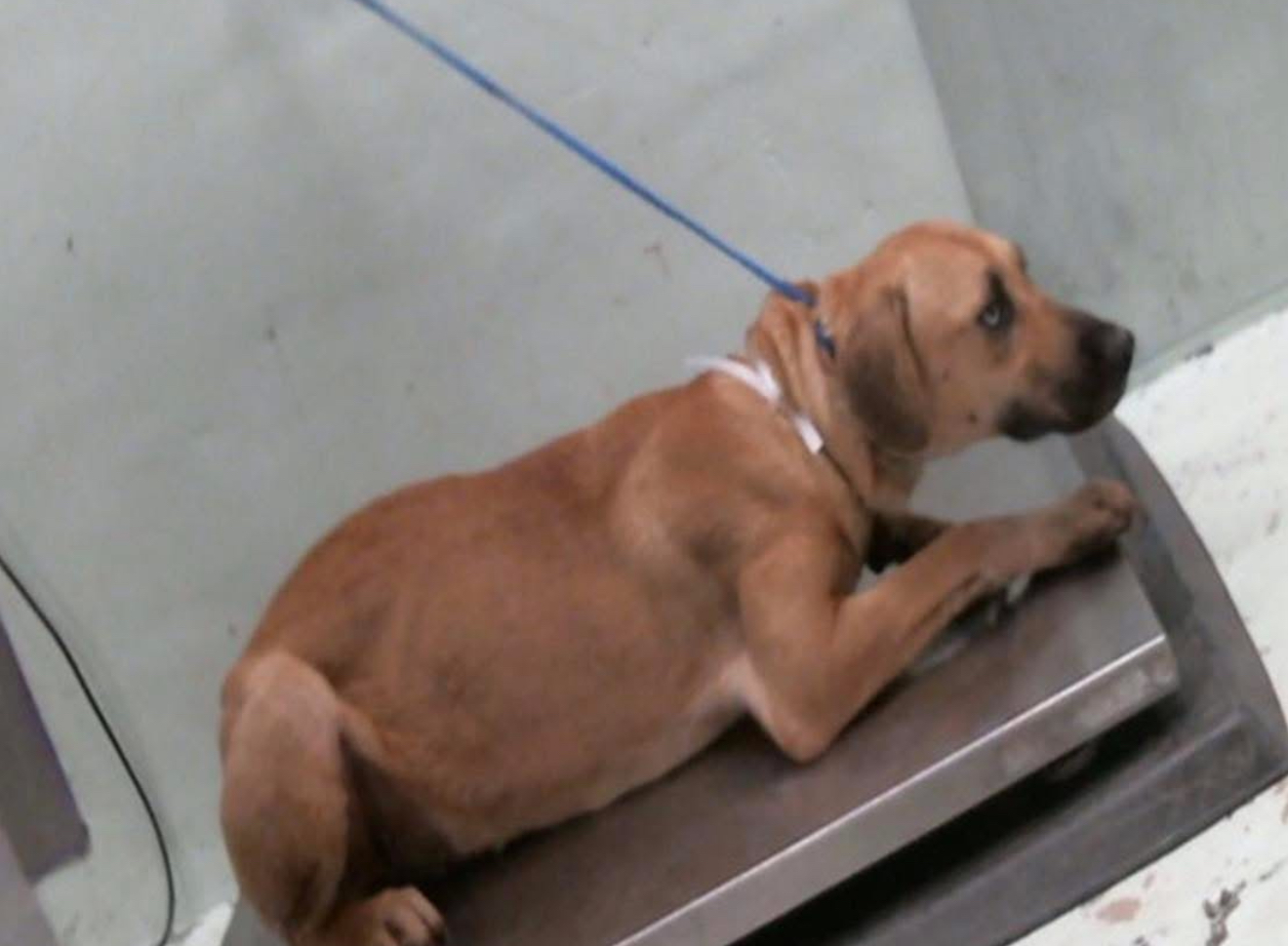 Other Photos of thie Dog