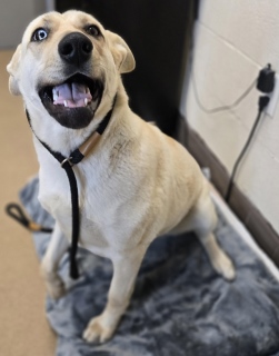 Main Photo of this Dog