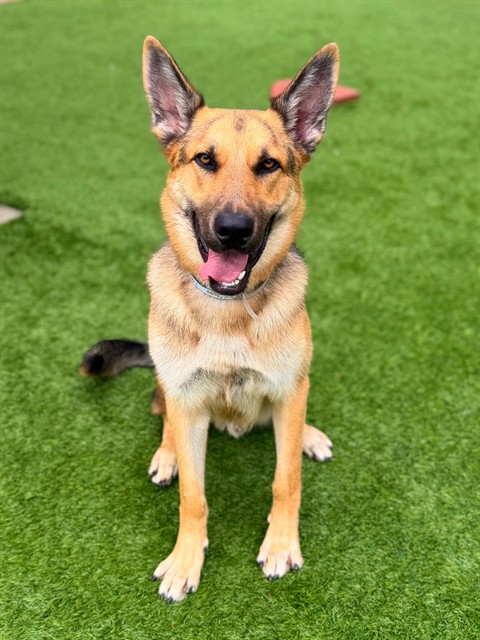 Max, a German Shepherd, available for adoption