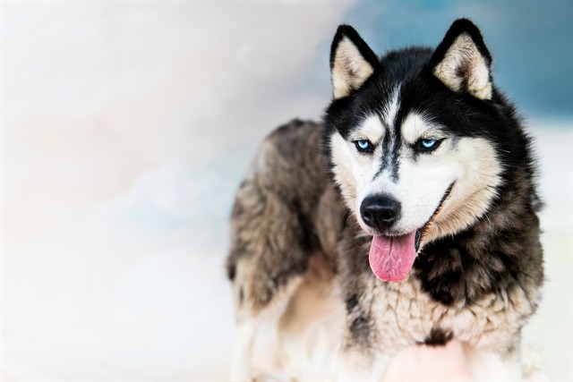 Ellie, a Siberian Husky, available for adoption