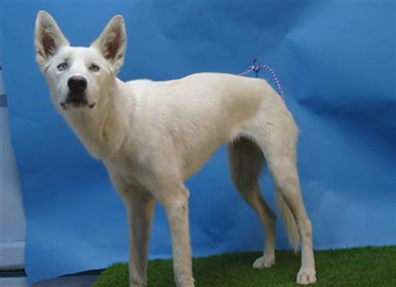 Frosty, a Siberian Husky, available for adoption