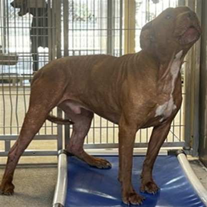 Rusty, a Pit Bull Terrier, available for adoption