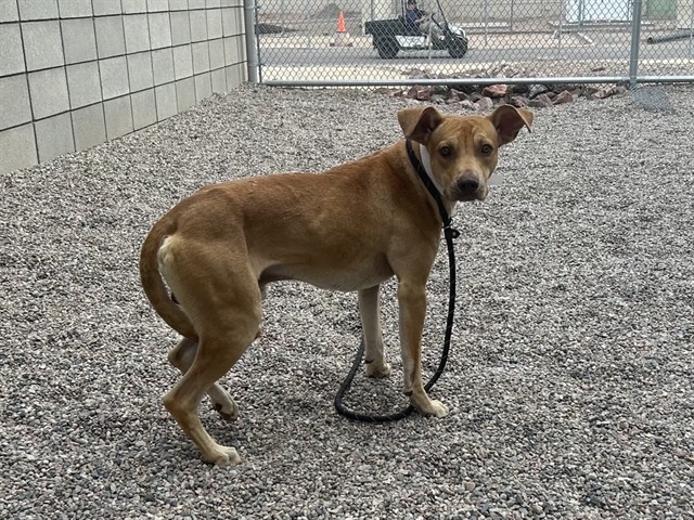 Tucker, a German Shepherd (mix breed), available for adoption