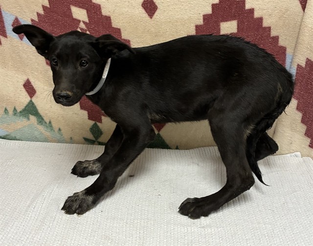 Anka, a German Shepherd, available for adoption