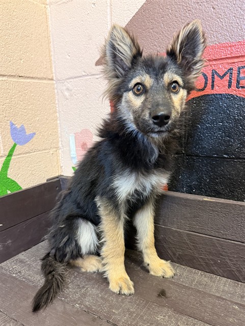 Diva, a German Shepherd, available for adoption
