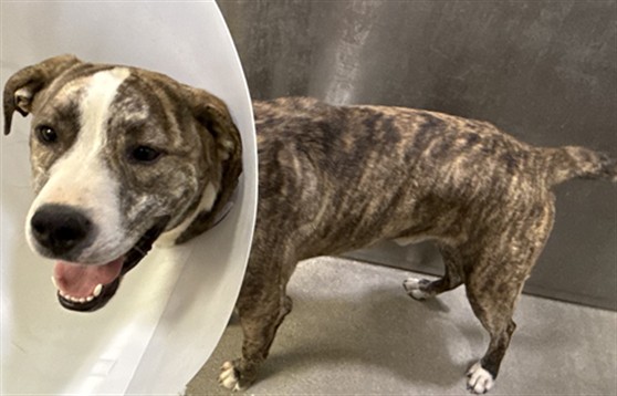 Yancey, a Pit Bull Terrier, available for adoption