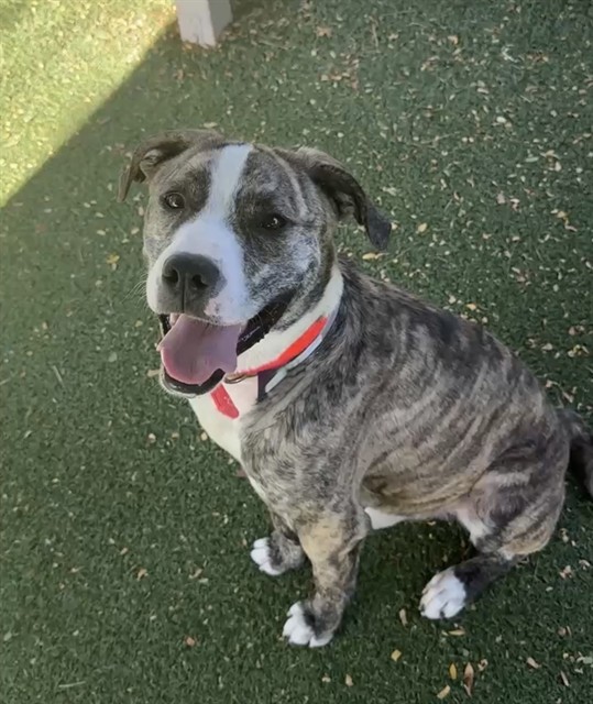 Adoptable pet photo