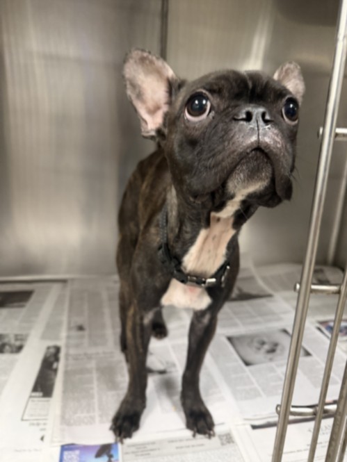 Zookie, a French Bulldog, available for adoption