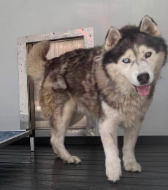 A596172, a Siberian Husky, available for adoption