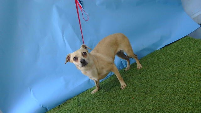 A5792400, a Chihuahua, available for adoption