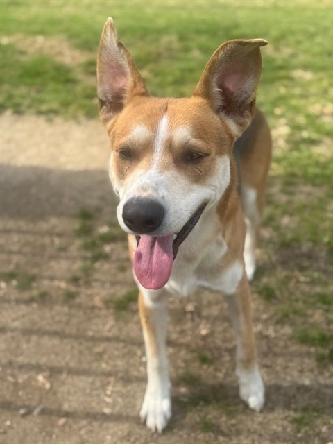 Other Photos of thie Dog