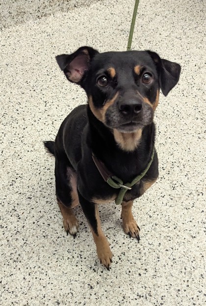 Racks, a Fox Terrier (mix breed), available for adoption
