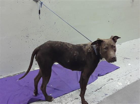 Brianna, a Staffordshire Bull Terrier (mix breed), available for adoption