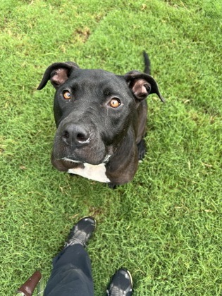 Adoptable pet photo