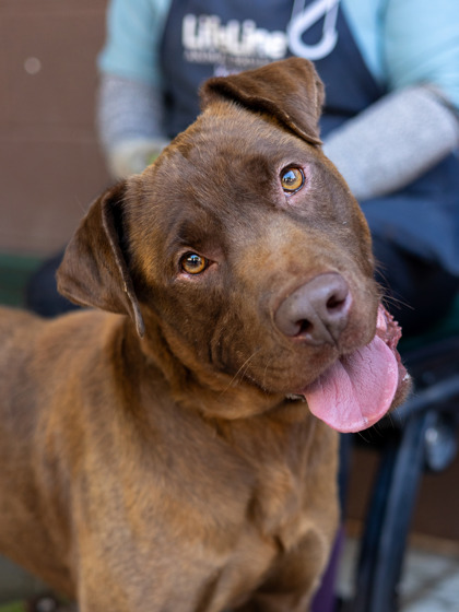 Adoptable pet photo
