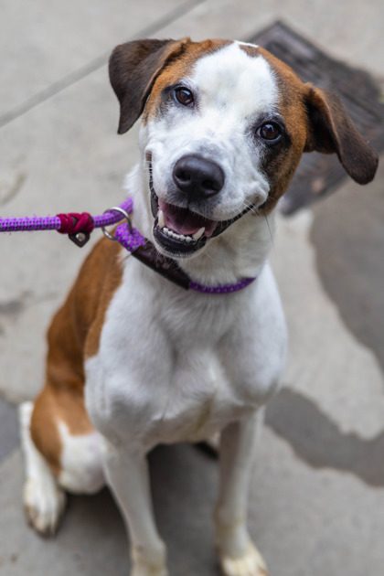 Adoptable pet photo