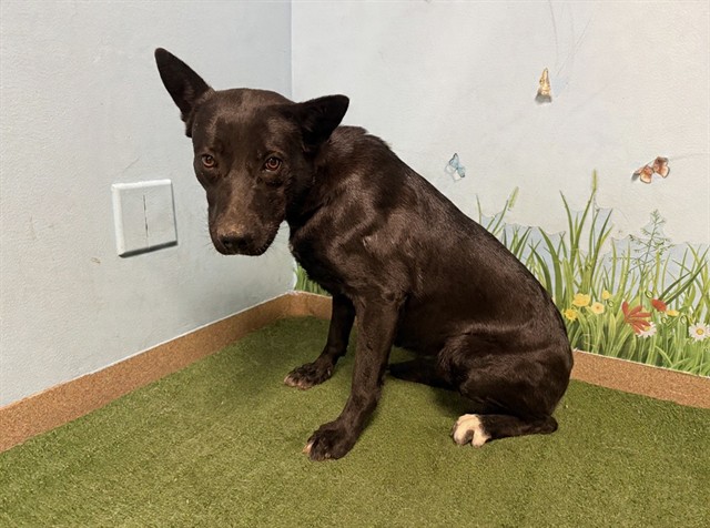 Adoptable pet photo
