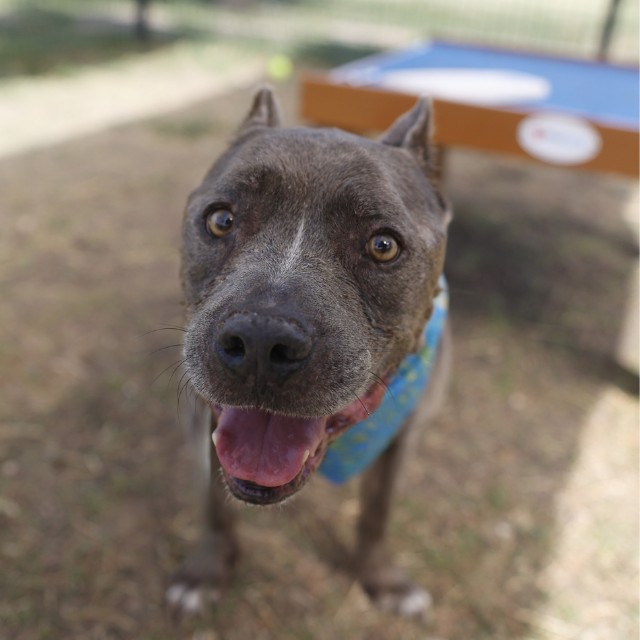 Adoptable pet photo