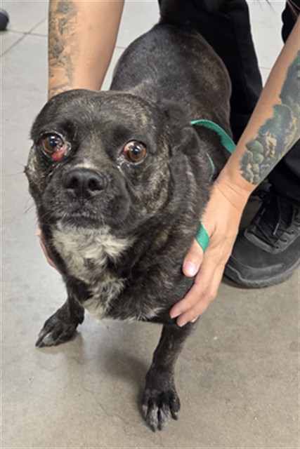 Adoptable pet photo