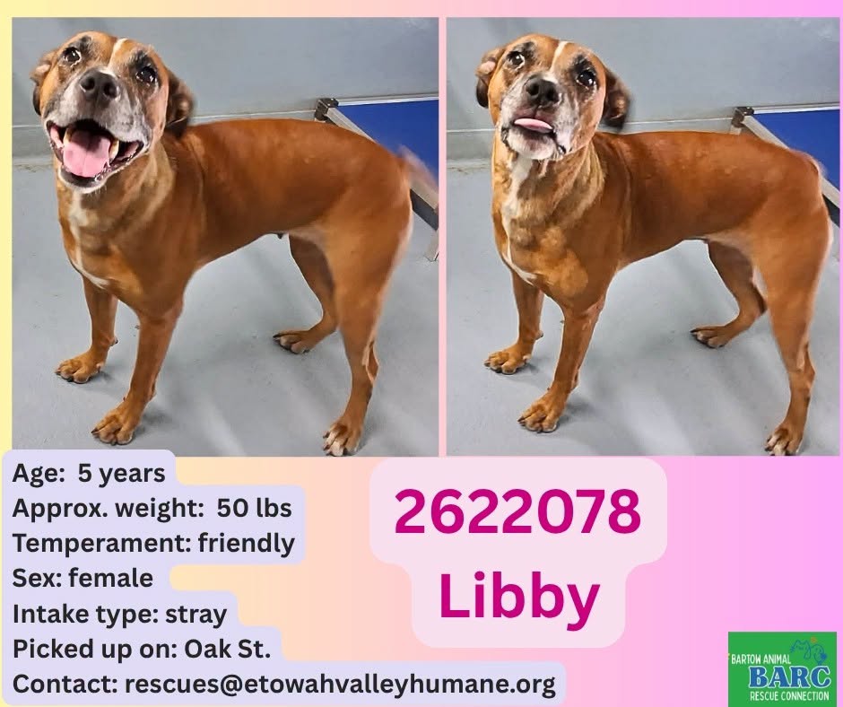 Adoptable pet photo