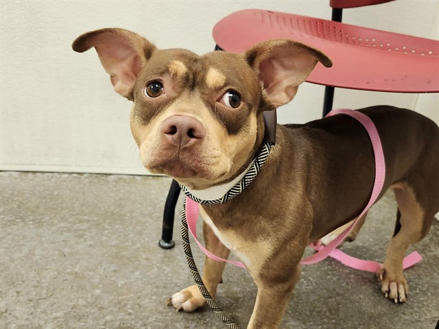 Adoptable pet photo