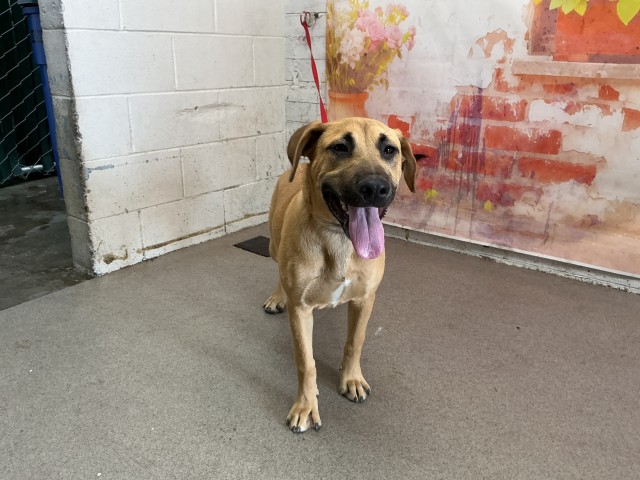 Pit Bull Terrier (mix breed) available for adoption