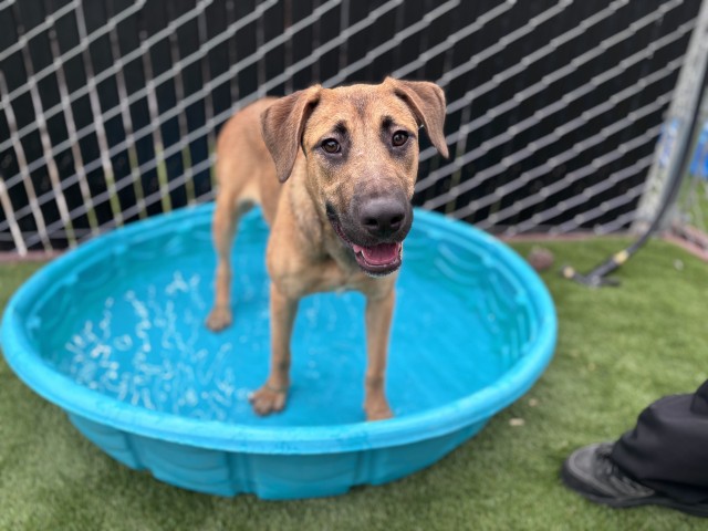 Gayle, a Rhodesian Ridgeback (mix breed), available for adoption