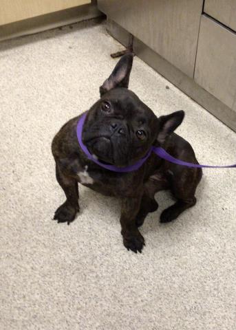 Esme, a French Bulldog, available for adoption