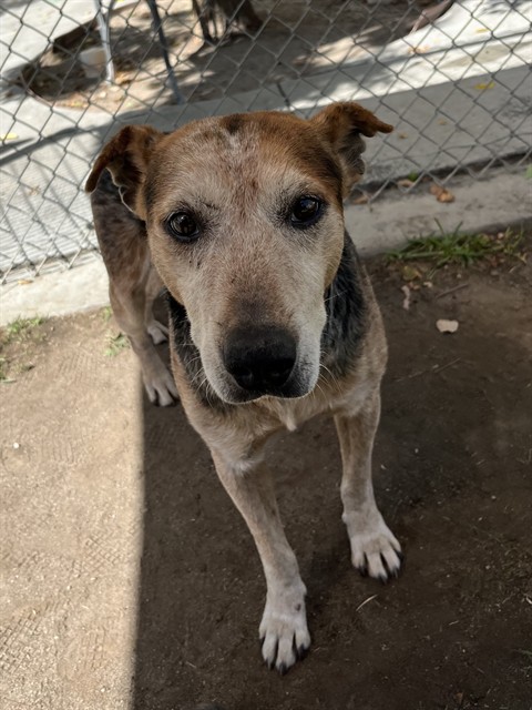 Amos, a Cattle Dog, available for adoption