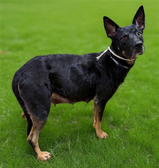 Kimba, a German Shepherd, available for adoption