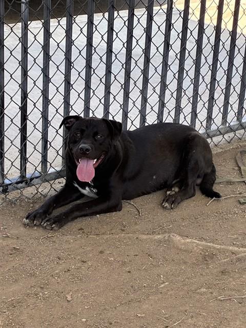 Polo, a Pit Bull Terrier, available for adoption