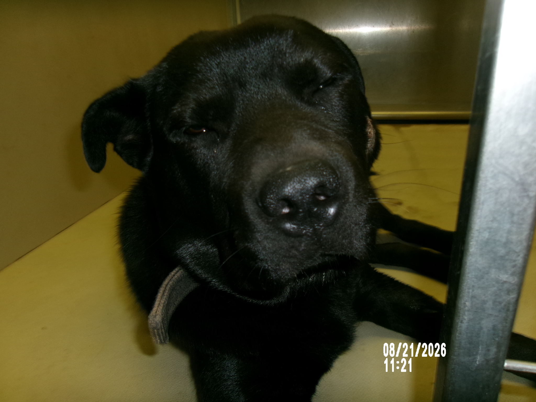 Duke, a Staffordshire Bull Terrier, available for adoption