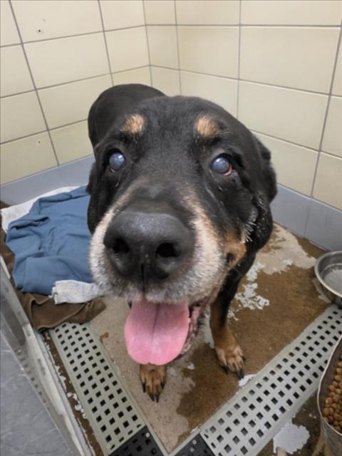 Bear, a Rottweiler (mix breed), available for adoption